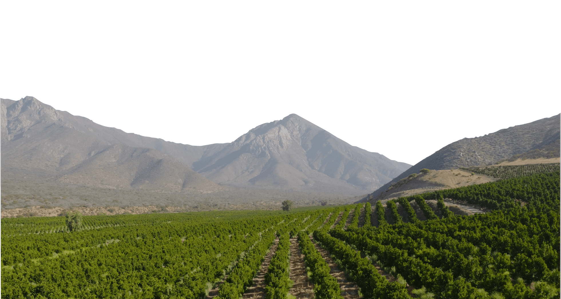 Panorámica plantaciones