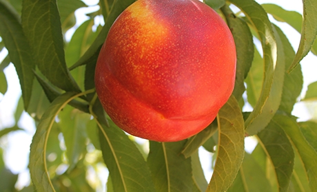 Nectarines